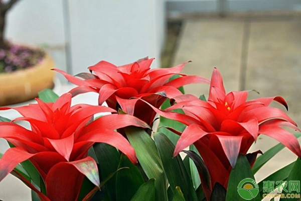 客廳養(yǎng)綠植好嗎風水_客廳養(yǎng)綠植好不好_客廳養(yǎng)什么綠植好