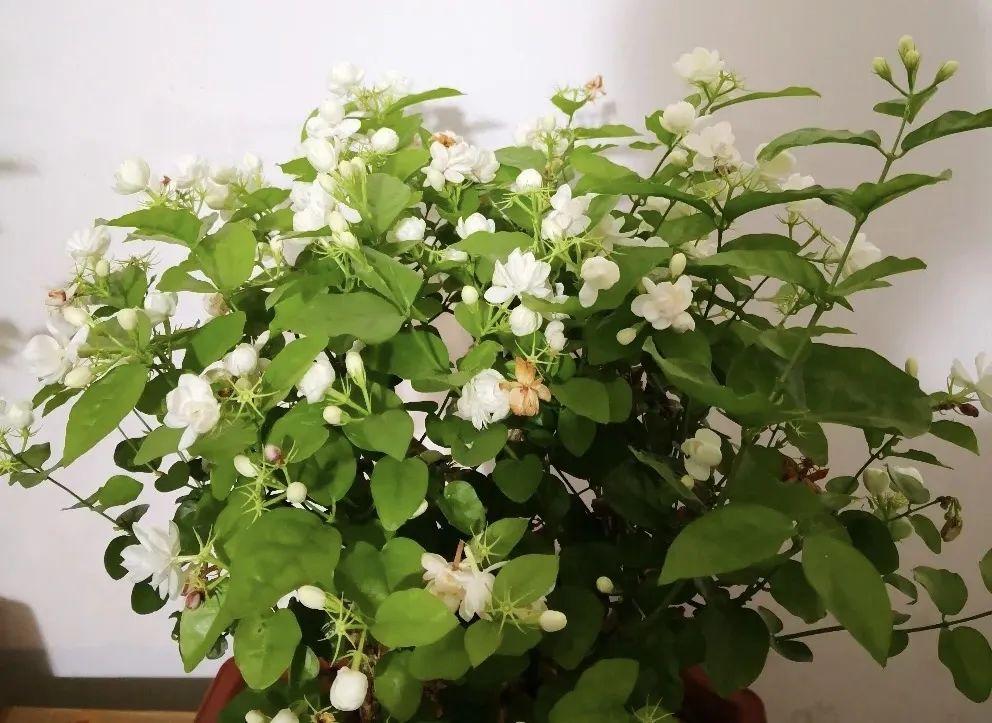 漂亮養(yǎng)香花好看嗎_什么花又香又漂亮又好養(yǎng)_家養(yǎng)香花