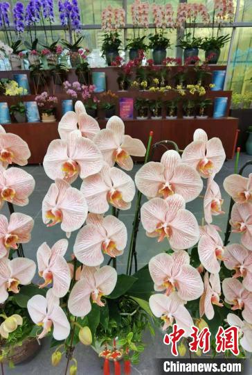 花卉南京市場有哪些_南京花卉市場_南京花卉市場營業(yè)時間