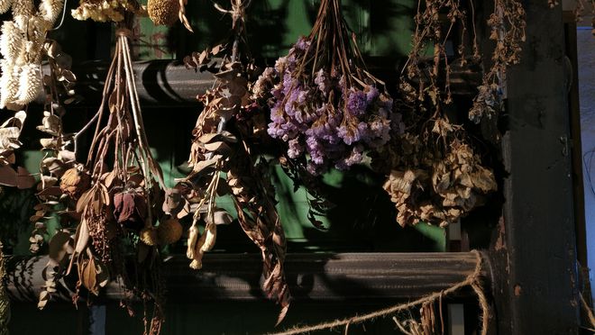 鮮花一直放會變干花嗎_鮮花放干后變成干花_鮮花變干花后怎么保存