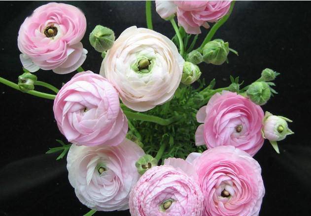 宿根花卉有哪些_宿根花卉根系_花卉宿根是什么意思