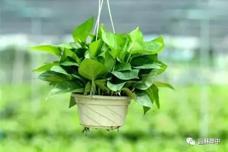 開花的巴西木多少錢_巴西木開花什么樣_開花巴西木圖片