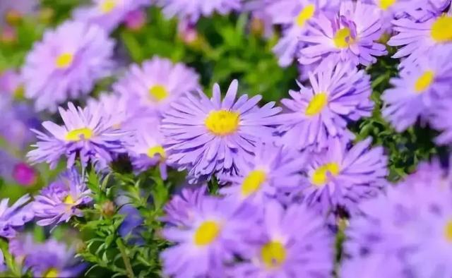 冬天耐寒開花的花_冬季耐寒花_冬天耐寒的花卉有哪些