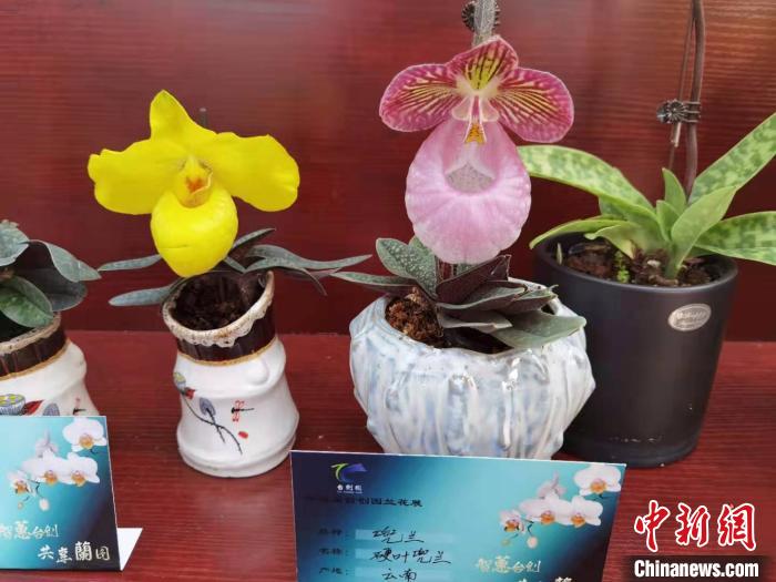 南京花卉市場(chǎng)營(yíng)業(yè)時(shí)間_南京花卉市場(chǎng)_花卉南京市場(chǎng)有哪些