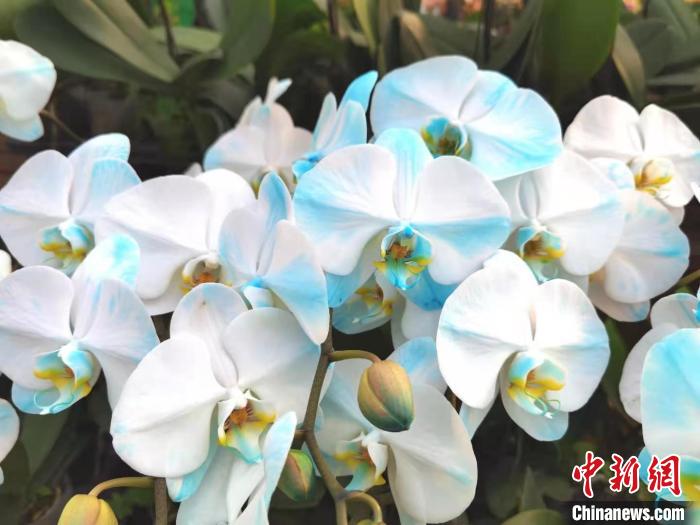 花卉南京市場(chǎng)有哪些_南京花卉市場(chǎng)_南京花卉市場(chǎng)營(yíng)業(yè)時(shí)間