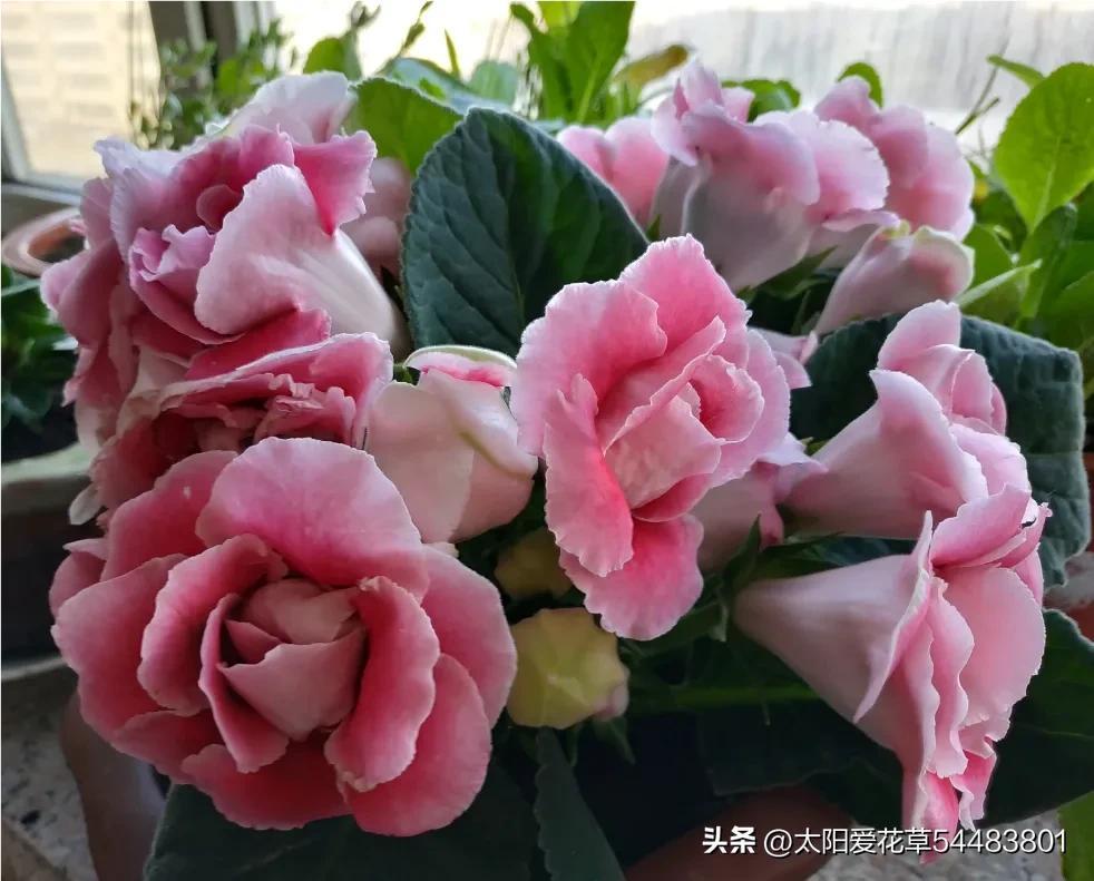 大巖桐花為什么開一半不開了_大巖桐花冬天能開花嗎_大巖桐花冬天開花嗎