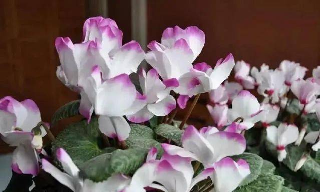 朝北的陽臺適合養(yǎng)什么植物_陽臺朝北養(yǎng)什么植物好_陽臺養(yǎng)植物適合朝北還是朝南