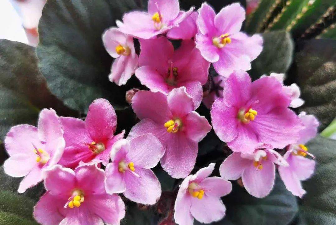 陽臺朝北養(yǎng)什么植物好_陽臺養(yǎng)植物適合朝北還是朝南_朝北的陽臺適合養(yǎng)什么植物