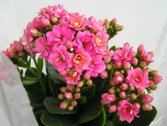 幾月買花好養(yǎng)_11月份適合養(yǎng)什么花_月份什么花