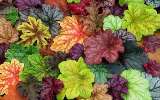 月份什么花_幾月買花好養(yǎng)_11月份適合養(yǎng)什么花