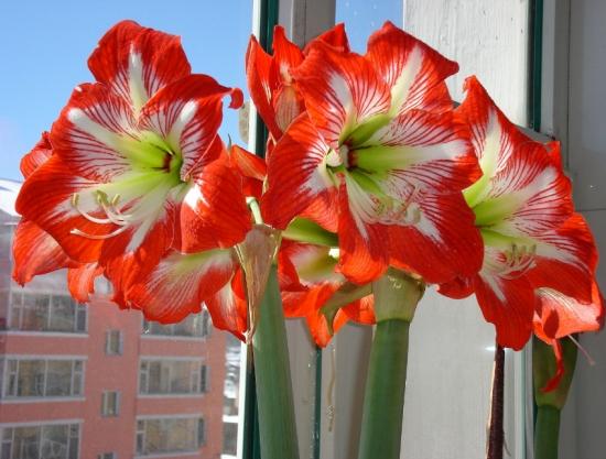 11月份適合養(yǎng)什么花_月份什么花_幾月買花好養(yǎng)