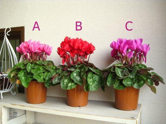 11月份適合養(yǎng)什么花_幾月買花好養(yǎng)_月份什么花