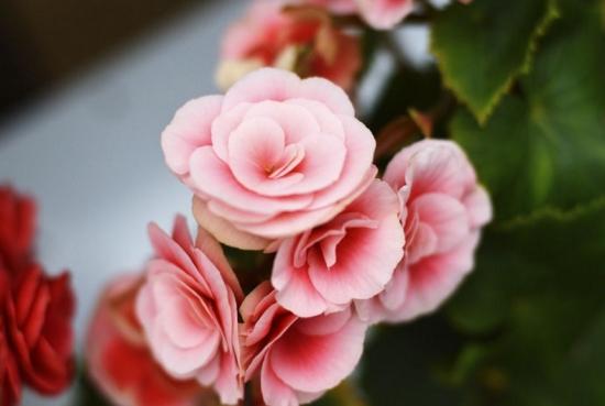 幾月買花好養(yǎng)_月份什么花_11月份適合養(yǎng)什么花