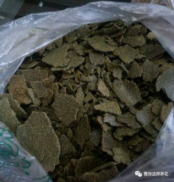 葉子養(yǎng)多肉的日常生活_葉子養(yǎng)日常多肉好嗎_葉子養(yǎng)多肉的日常