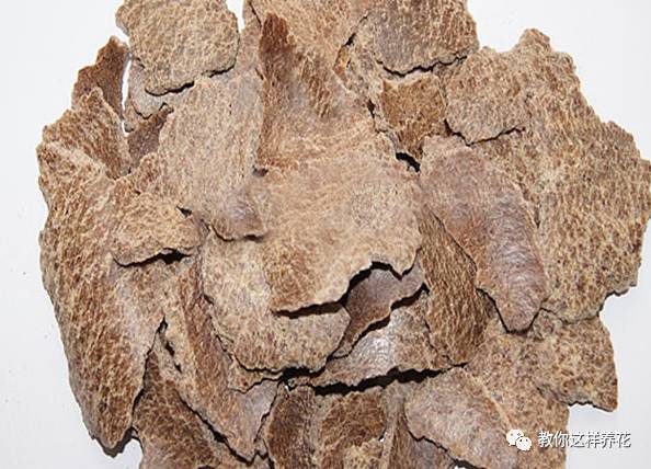 葉子養(yǎng)多肉的日常_葉子養(yǎng)日常多肉好嗎_葉子養(yǎng)多肉的日常生活