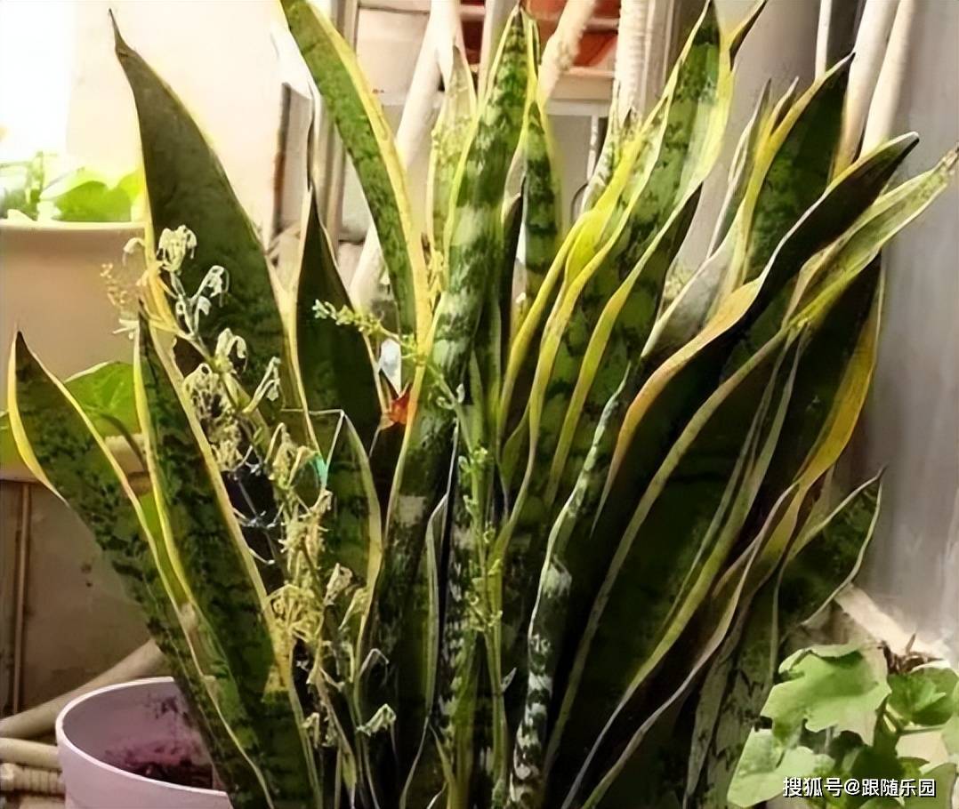 <strong>家里為什么不能養(yǎng)虎皮蘭？不是迷信，而是過(guò)來(lái)人的經(jīng)驗(yàn)</strong>