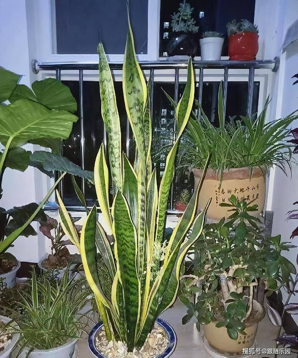 虎皮蘭適合室內(nèi)養(yǎng)還是室外養(yǎng)_室內(nèi)養(yǎng)虎皮蘭好不好_室內(nèi)養(yǎng)虎皮蘭有什么好處