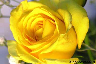 情侶道歉送什么花最適合？送多少朵？