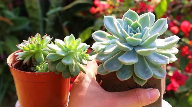 多肉太妃糖和初戀很相似，不仔細(xì)區(qū)分讓人笑話，假花友容易入坑！