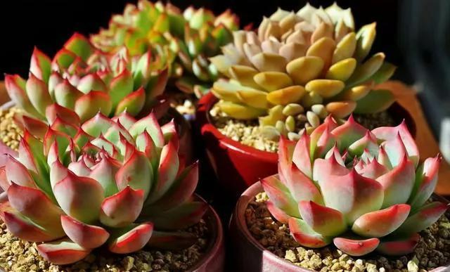 多肉太妃糖怎么養(yǎng)_多肉太妃糖怎么養(yǎng)手捧狀_太妃糖多肉