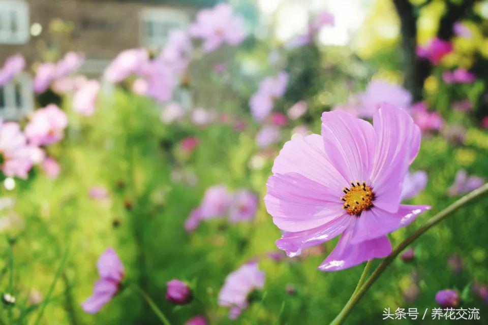 10種可以維持四季開花的小盆栽，新手也能將它們輕松養(yǎng)開花