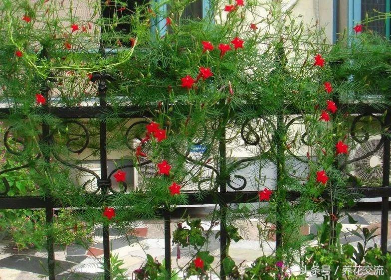 花卉盆栽適合的土壤_花卉盆栽適合什么土壤_適合盆栽的花卉