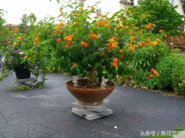 花卉盆栽適合什么土壤_花卉盆栽適合的土壤_適合盆栽的花卉