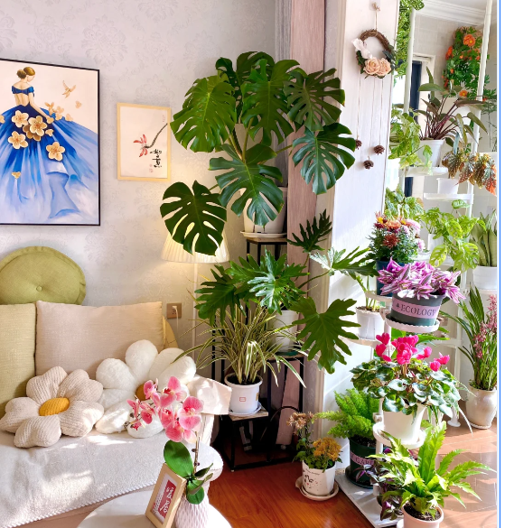 <strong>8種“陰花”，最適合客廳養(yǎng)，不能“曬太陽(yáng)”，曬一盆死一盆！</strong>