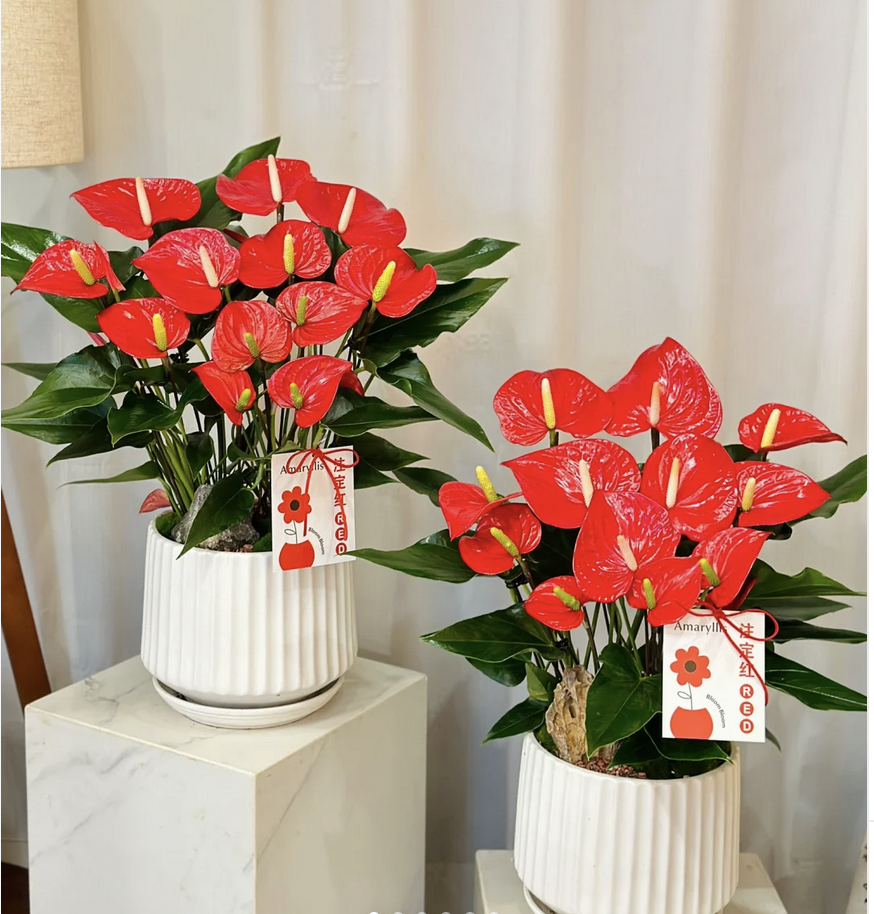 客廳養(yǎng)花有什么講究_客廳養(yǎng)花擺放圖片_客廳養(yǎng)什么花