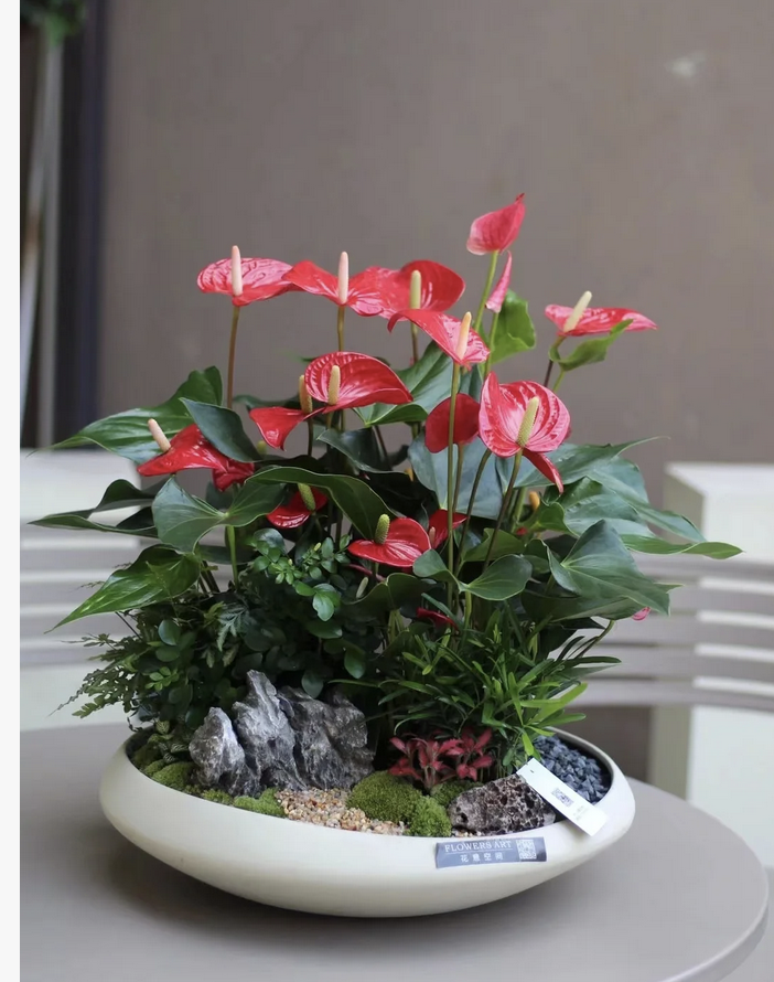 客廳養(yǎng)花擺放圖片_客廳養(yǎng)什么花_客廳養(yǎng)花有什么講究