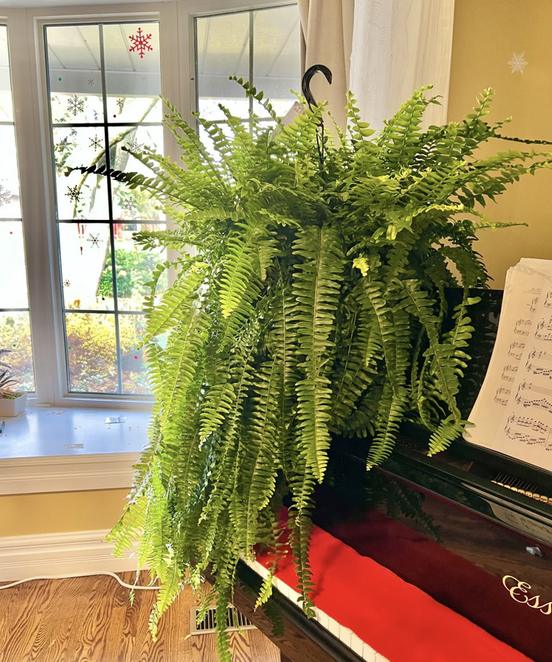 客廳養(yǎng)什么花_客廳養(yǎng)花有什么講究_客廳養(yǎng)花擺放圖片