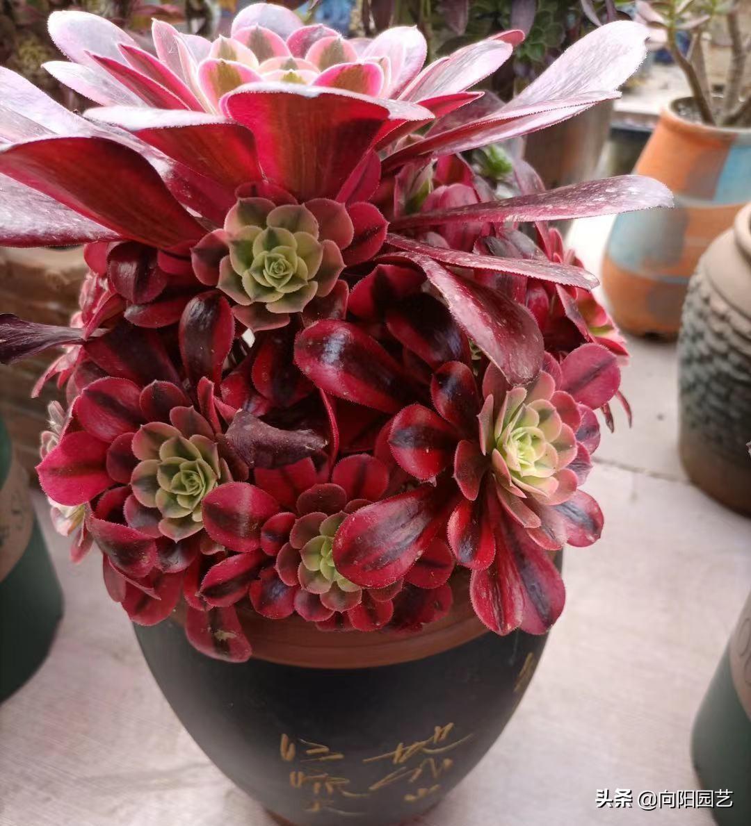 桃蛋漂亮品種多肉好養(yǎng)嗎_多肉桃蛋哪個品種最漂亮_桃蛋多肉的特點