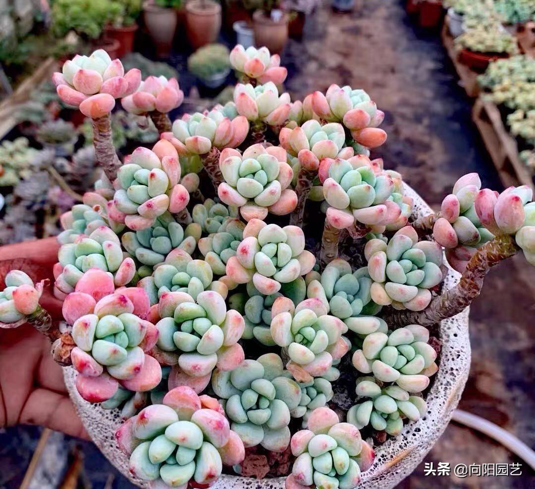 桃蛋漂亮品種多肉好養(yǎng)嗎_桃蛋多肉的特點_多肉桃蛋哪個品種最漂亮