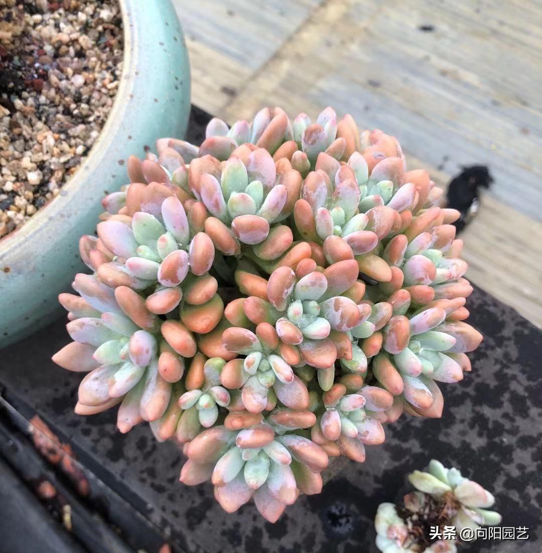 多肉桃蛋哪個品種最漂亮_桃蛋漂亮品種多肉好養(yǎng)嗎_桃蛋多肉的特點