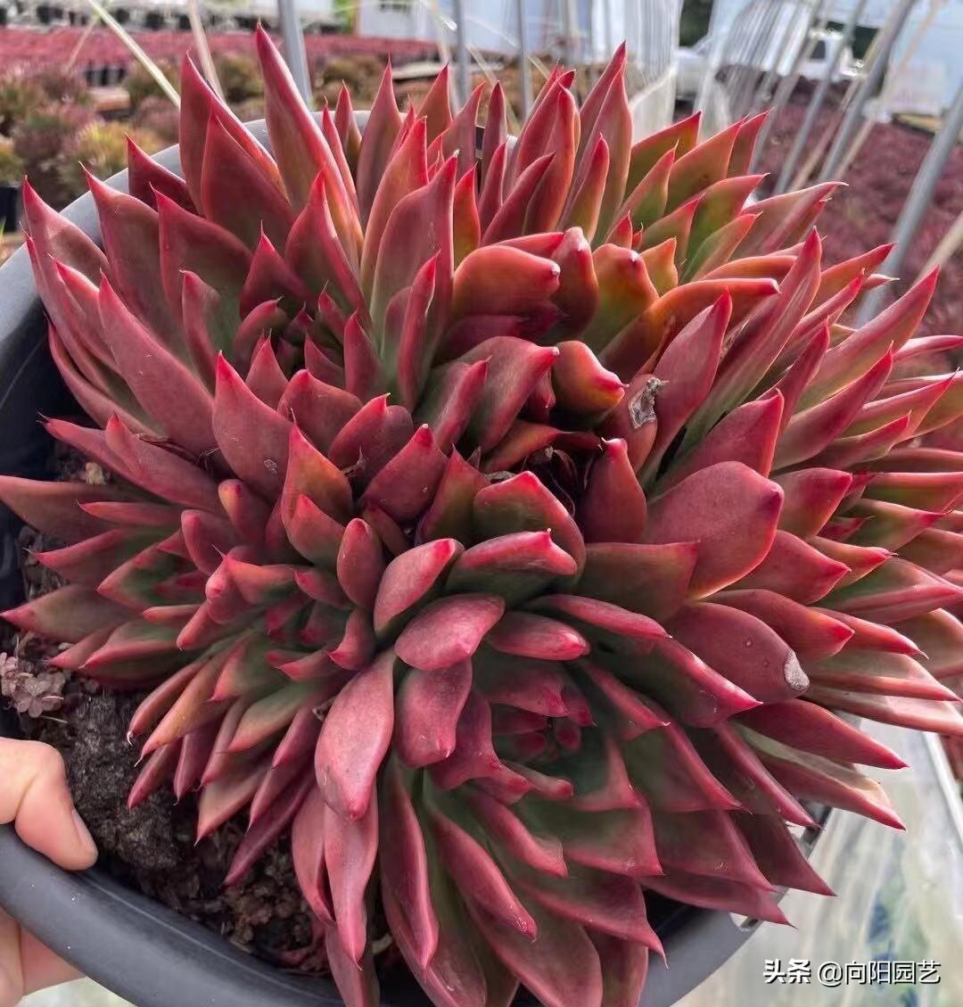 桃蛋多肉的特點_多肉桃蛋哪個品種最漂亮_桃蛋漂亮品種多肉好養(yǎng)嗎