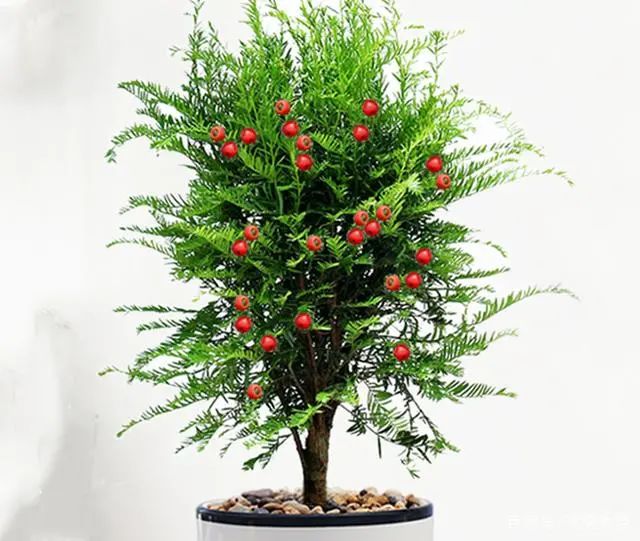 養(yǎng)花別亂選，八種對(duì)全家有好處的盆栽排行榜，居家養(yǎng)殖足夠了