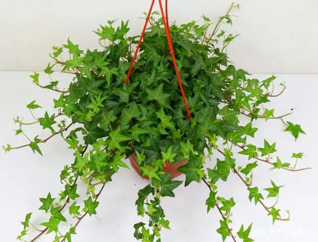 適合在家養(yǎng)的綠植_在家養(yǎng)綠植對身體有好處嗎_在家養(yǎng)綠植適合放什么