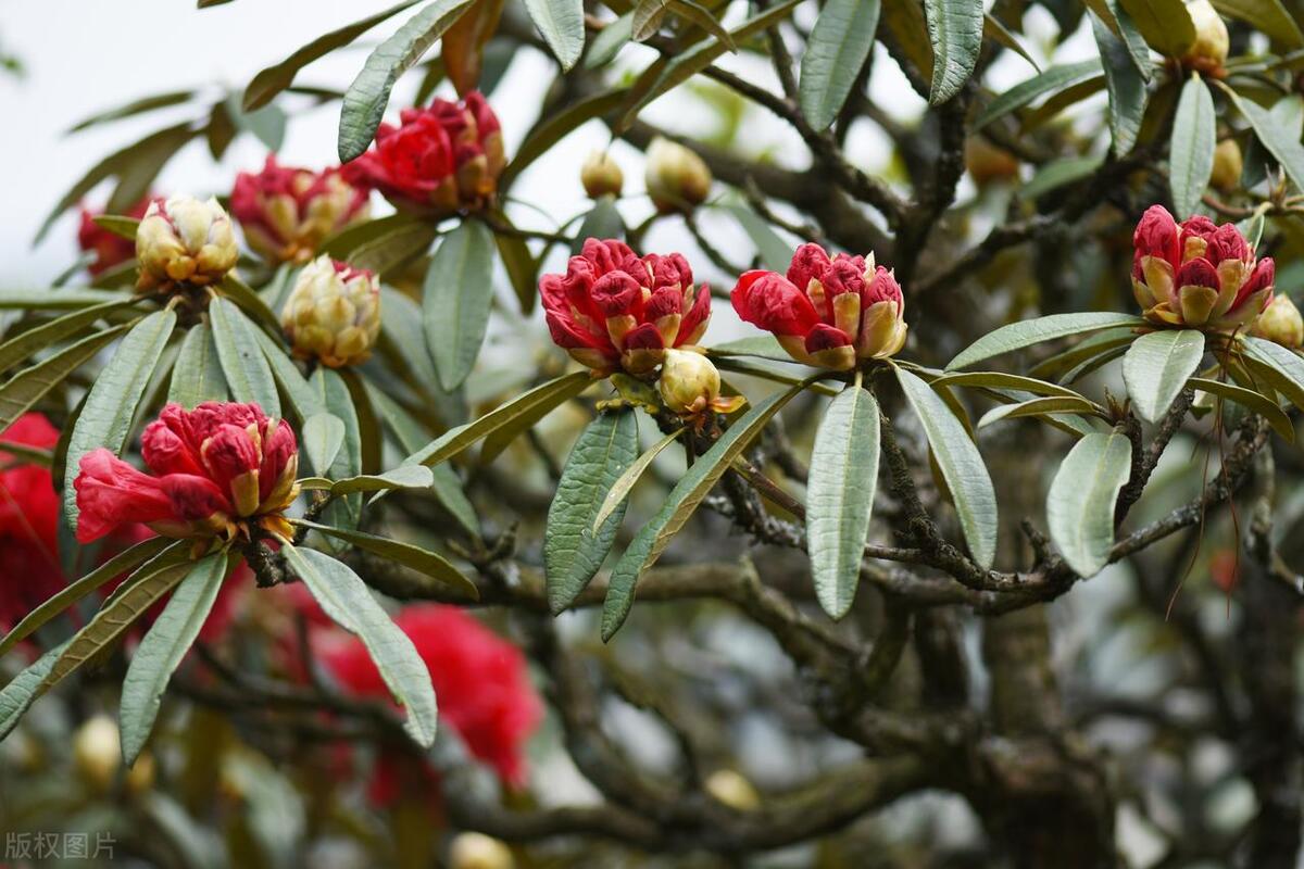 這些花愛(ài)吃“醋”，要用酸土養(yǎng)，否則長(zhǎng)勢(shì)不好，開花少