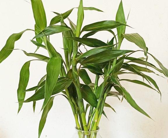 5種水培植物好養(yǎng)易活，打理簡(jiǎn)單，再懶的人也不怕空盆