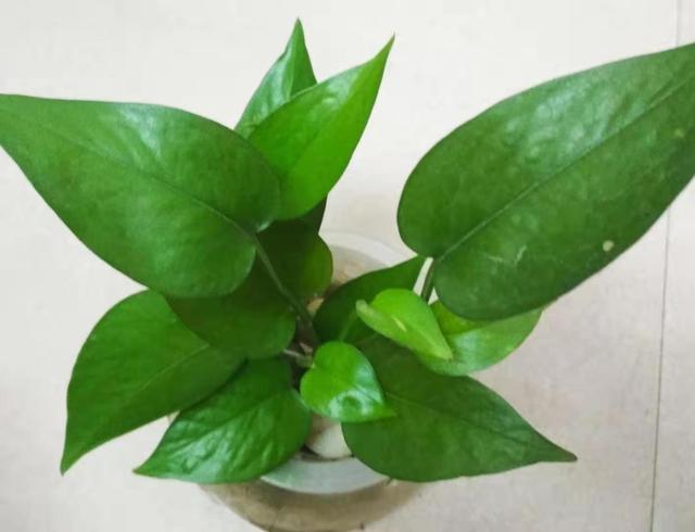 好養(yǎng)的水培植物_培植養(yǎng)物水好還是草好_養(yǎng)水培植物用什么水好