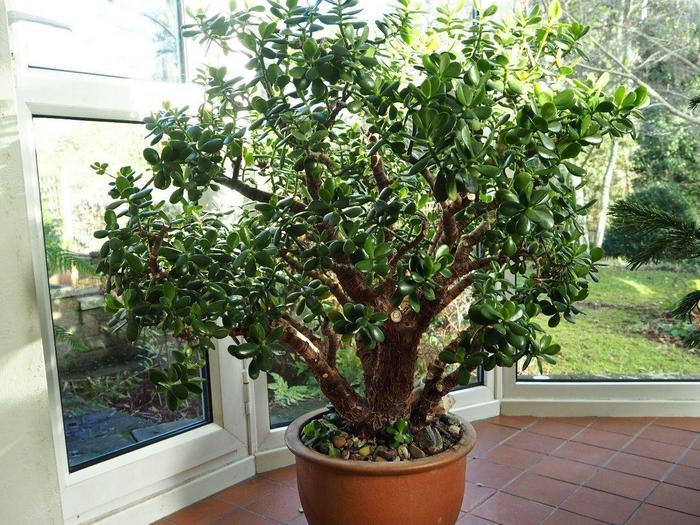 花卉室內(nèi)陽光喜歡什么顏色_喜歡陽光的室內(nèi)花卉_花卉室內(nèi)陽光喜歡陽光嗎