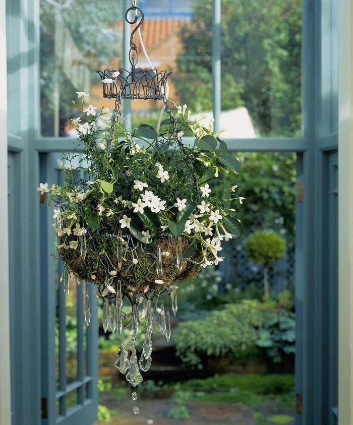 喜歡陽光的室內(nèi)花卉_花卉室內(nèi)陽光喜歡什么顏色_花卉室內(nèi)陽光喜歡陽光嗎