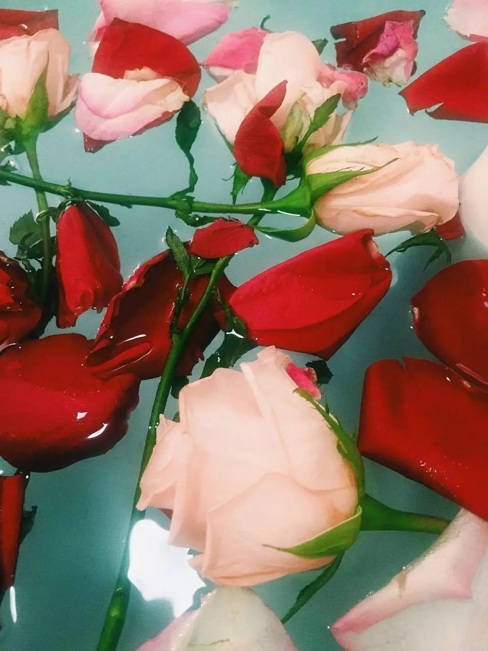 第一次送花給女朋友怎么說_女朋友送花怎么回復(fù)_女朋友送花說說