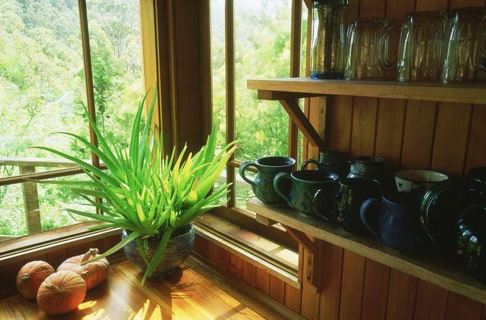 養(yǎng)在室內(nèi)最喜歡光照的植物，這7種都不怕陽(yáng)光直射