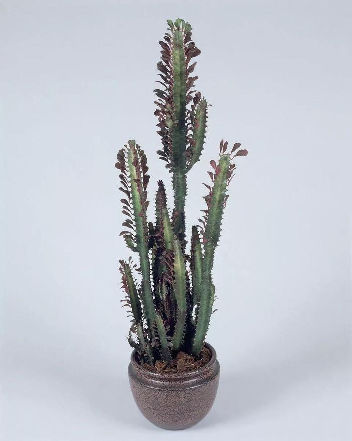 花卉室內(nèi)陽光喜歡陽光嗎_喜歡陽光的室內(nèi)花卉_花卉室內(nèi)陽光喜歡什么顏色