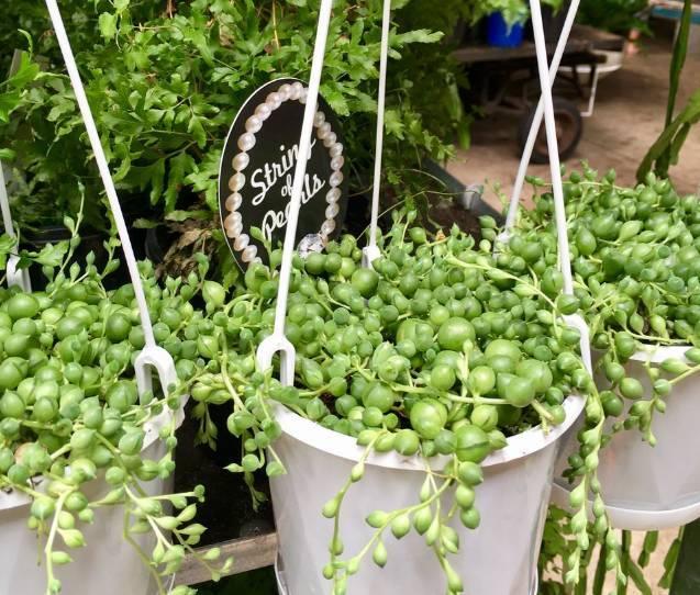 喜歡陽光的室內(nèi)花卉_花卉室內(nèi)陽光喜歡什么顏色_花卉室內(nèi)陽光喜歡陽光嗎