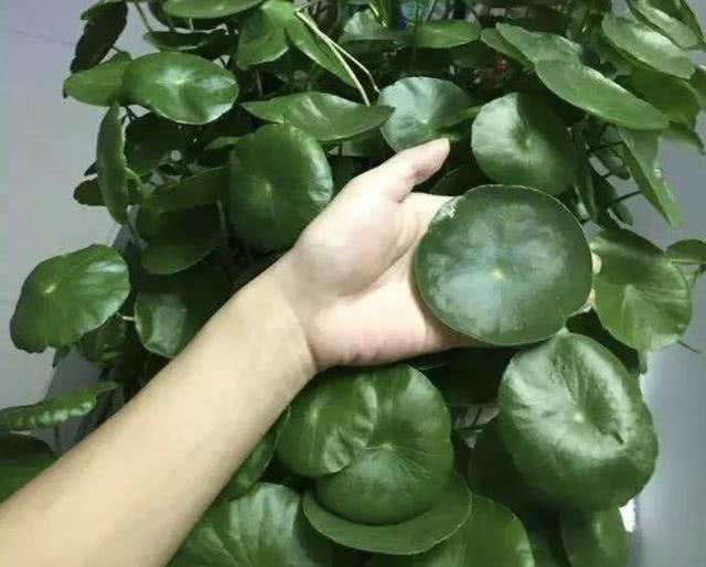 銅錢草適合室內(nèi)養(yǎng)嗎_銅錢草適合室內(nèi)養(yǎng)嗎_銅錢草適合室內(nèi)養(yǎng)嗎