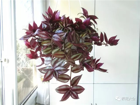 不見光的室內(nèi)適合養(yǎng)的花_室內(nèi)適合養(yǎng)什么花招財_室內(nèi)養(yǎng)適合見花的花盆