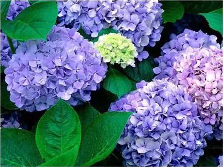 不見光的室內(nèi)適合養(yǎng)的花_室內(nèi)適合養(yǎng)什么花招財_室內(nèi)養(yǎng)適合見花的花盆