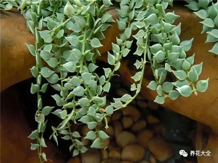 室內(nèi)養(yǎng)適合見花的花盆_室內(nèi)適合養(yǎng)什么花招財_不見光的室內(nèi)適合養(yǎng)的花